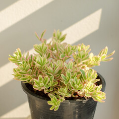 Closeup, Tricolor Hana Misteria (Portulaca Grandiflora) Plant, Grown in Bangkok, Thailand