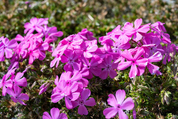 A lot of moss phlox are in bloom