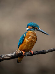 Kingfisher #12