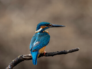 Kingfisher #11