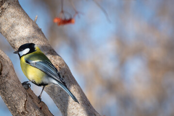 Tit on a tree. Yellow bird.