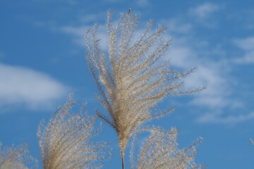 ススキと青空