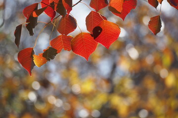 秋の葉