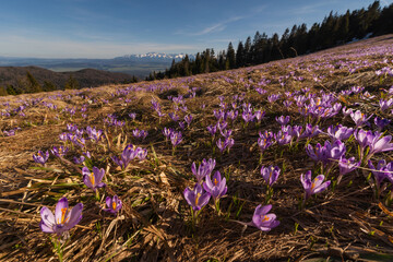 Flowering of spring flowers in Carpathian mountain valleys, in particular crocuses.