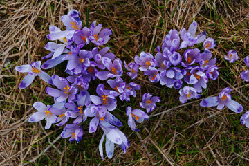 Flowering of spring flowers in Carpathian mountain valleys, in particular crocuses.