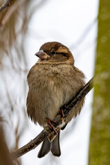 sparrow on a branch