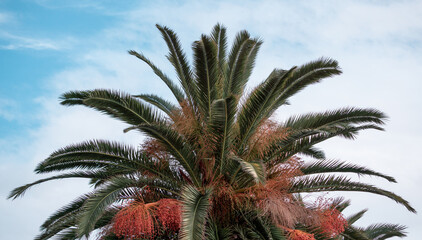 Fototapeta na wymiar Red flower and fruits of the King palm tree on a beautiful blue sky background