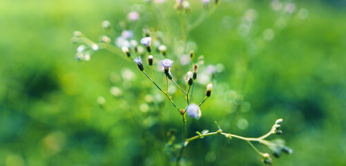 Green grass garden in spring