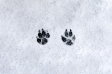 Footprints of a dog on the snow background