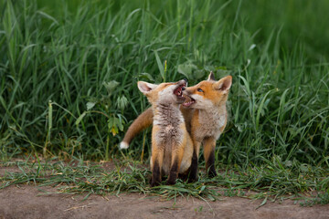 two small foxes bite each other on a green lawn
