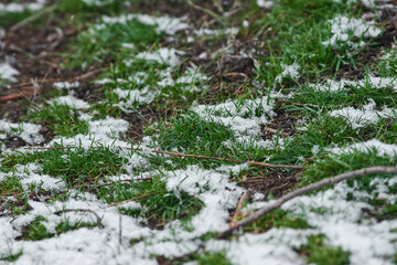 Beautiful spring grass in snowfall