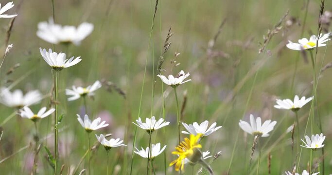 Abstract background of Alpine flowers chamomile.