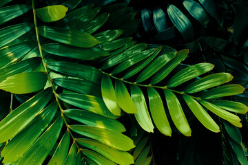 tropical foliage, green nature background