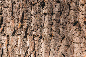 Deciduous tree bark background seamless