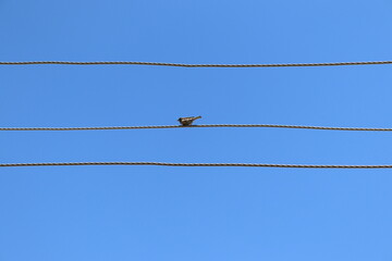 Bird on Wire