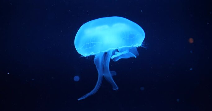 Jellyfish swims underwater in bright light against dark blue background