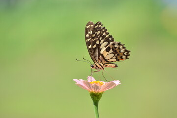Beautyfull butterfly on flower