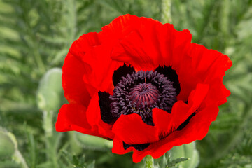 large bright red poppy flower
