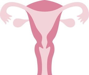 子宮のイラスト