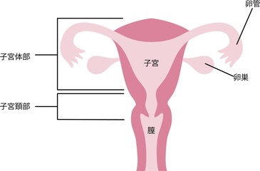 子宮のイラスト