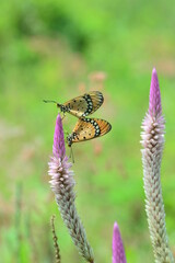 Butterfly on a flower