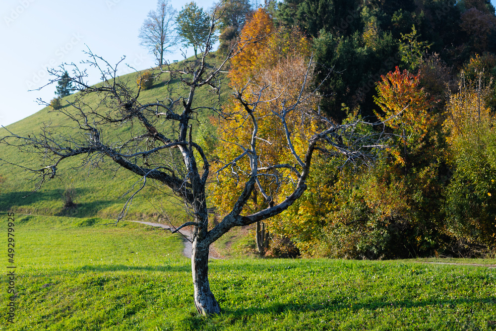 Wall mural dried dead apple tree on a sunny autumn day with colorful trees in background