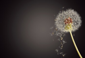 Beautiful dandelion blowing away, dark black background. Freedom to Wish.