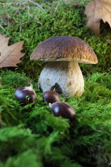 Closeup of porcino mushroom also known as penny bun or cep, growing on mossy surface with some chestnuts in foreground and leaves of plane tree in background. Bolete, boletus edulis