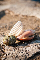 Close-up of sea urchin skeleton and shells on rock