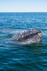 Whale lifts its head out of the water. Big mammals gray whales of Baja California Mexico. Beautiful blue water of the lagoon. vertical composition 