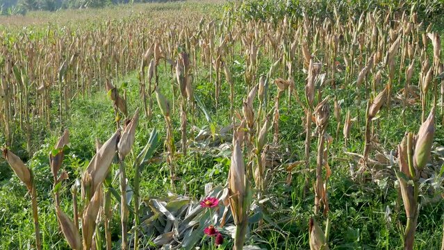 A dry cornfield with withered stalks ready for harvest, symbolizing agricultural challenges and the impact of drought on crop yield and food production.