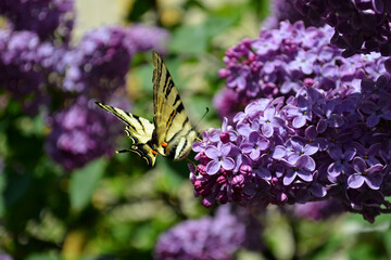 Butterfly on a pink lilac branch. Blooming flowers in the garden in spring. Insects in the wild