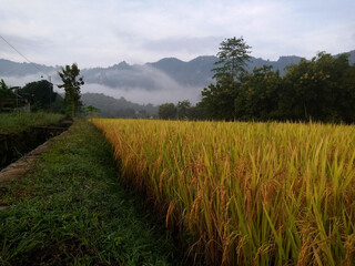 rice field in the morning