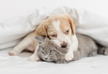 Beagle puppy hugging and playing with a gray british kitten under a white blanket at home in the bedroom. Cute kitten and puppy at home
