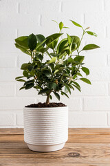 a beautiful citrus blossoming tree in a white ceramic pot on a wooden table against a white brick wall. home farming.