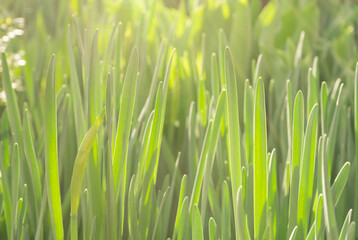 green grass background