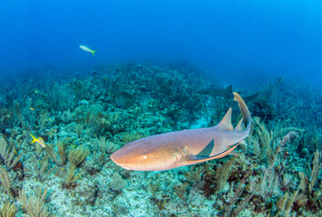 Fototapeta na wymiar Nurse shark during a scuba dive at Belize