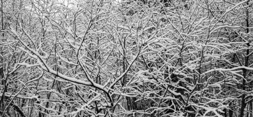 Branches and snow. The day after a snowstorm in the Canadian forest in Quebec.