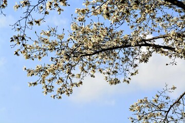 blossoming tree