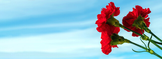 9th May. Postcard for the Victory Day. Red carnation flowers on a blue sky background. Memory of...