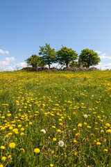 Blooming dandelions on a beautiful meadow with a grove of trees