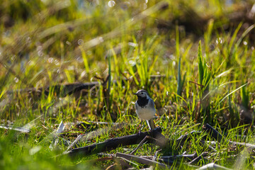 White wagtail on the ground