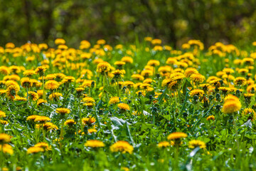 Blooming dandelion meadow in summer