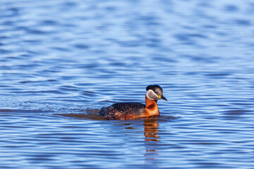 Red necked grebe swimming in the water