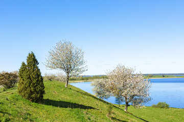 Blossoming cherry trees on a hill at a lake