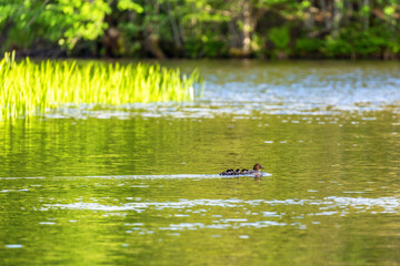 River with the Goldeneye and its baby birds swimming