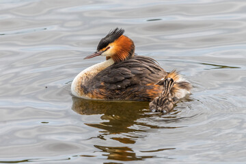 Crested Grebe with a newborn chicken in the water