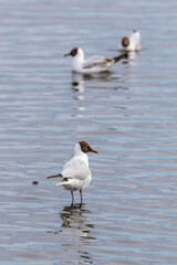Black Headed Gull standing and watching in the water