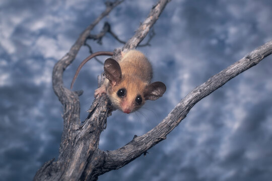 Wild western pygmy possum (Cercartetus concinnus) on tree branch with clouds in background 