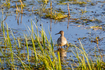 Sandpiper standing among the blade of grass in a wetland